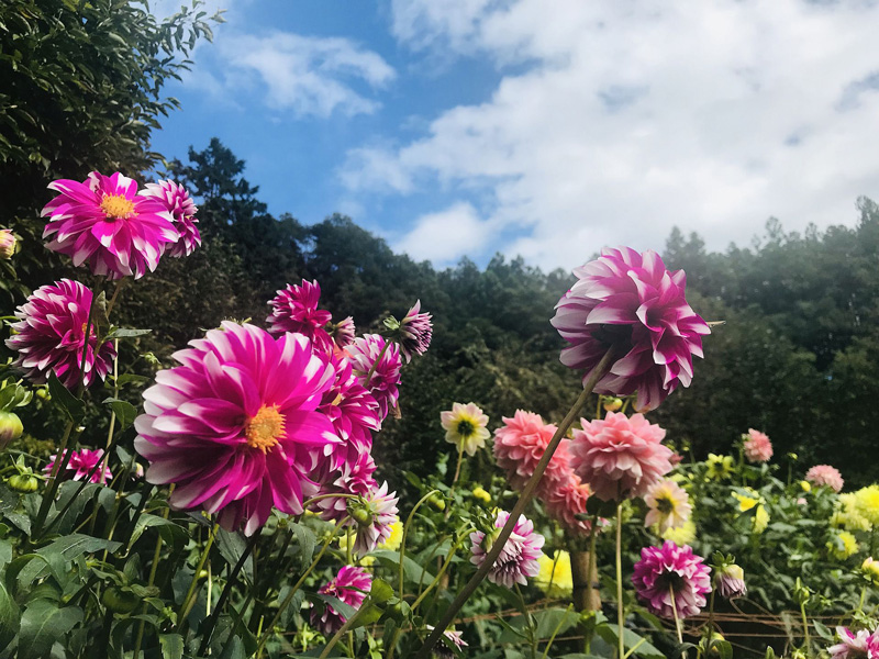 ダリア園